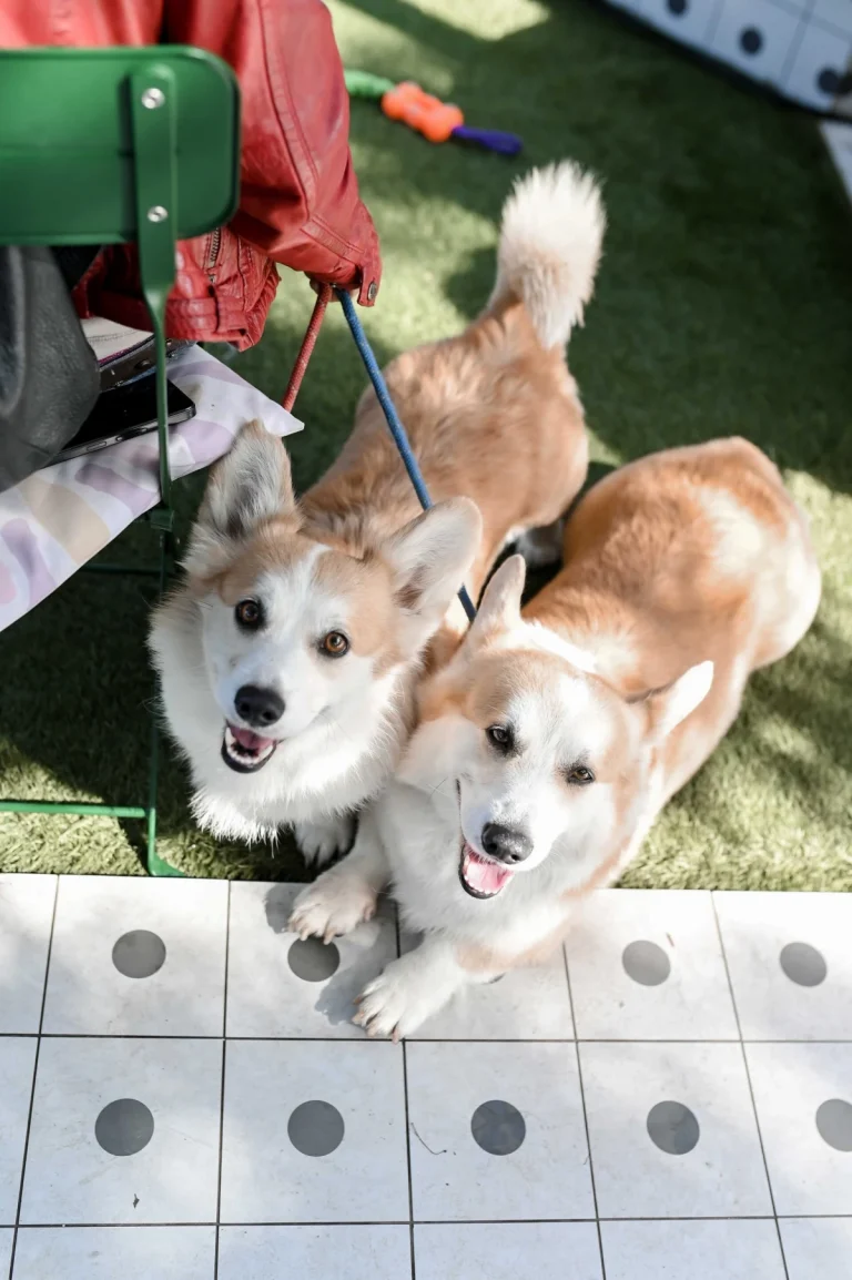 Only for Dog Lovers event je bio raj za naše kućne ljubimce!