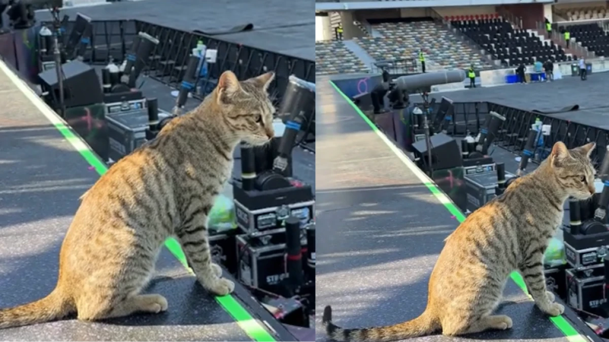 Kako je jedna mačka osvojila Coldplay i cijeli svijet?