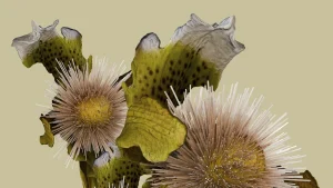 Saint Laurent ovog ljeta ima top izložbu u Parizu | ELLE