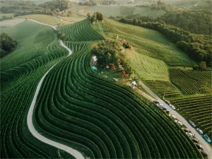 Što nas očekuje na petom izdanju festivala Jazz u vinogradu?