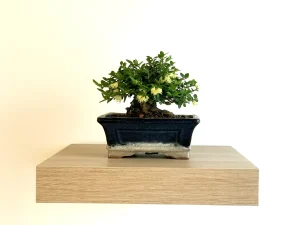 Vino i bonsai: kreativna radionica uz čašu vina i dobru atmosferu | ELLE