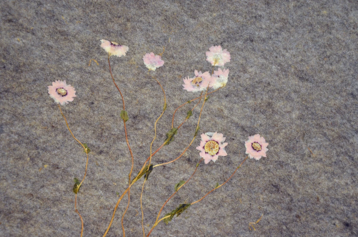 Dizajn koji budi sva vaša osjetila: Organoidi su sve češći odabir dizajnera interijera, a znamo i zašto