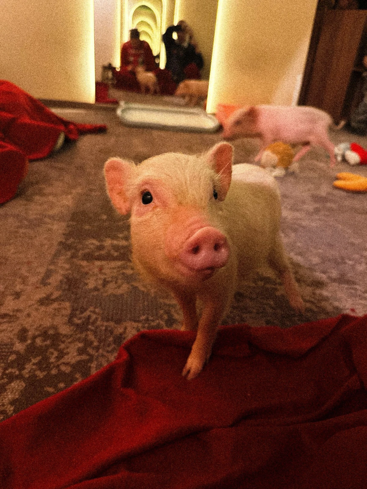 Budimpešta iz snova: mjesta koja morate posjetiti barem jednom